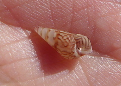 Bankivia fasciata image