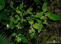 Balsaminaceae