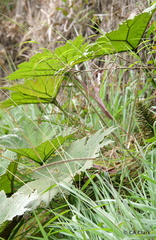 Gunnera brephogea