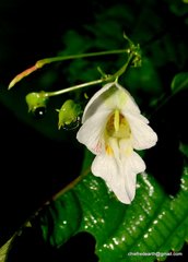 Balsaminaceae