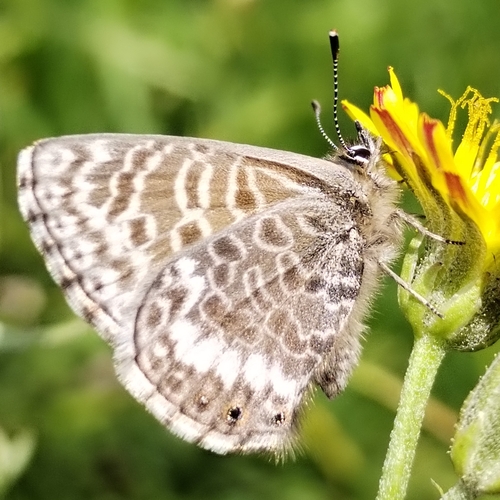 Zebra Blues