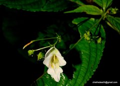 Balsaminaceae