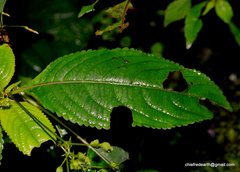 Balsaminaceae