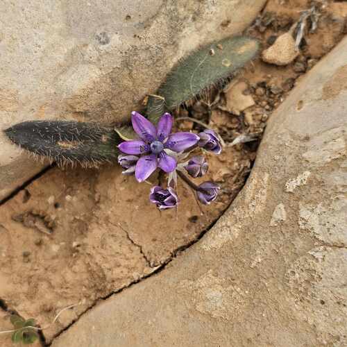 Scilla villosa