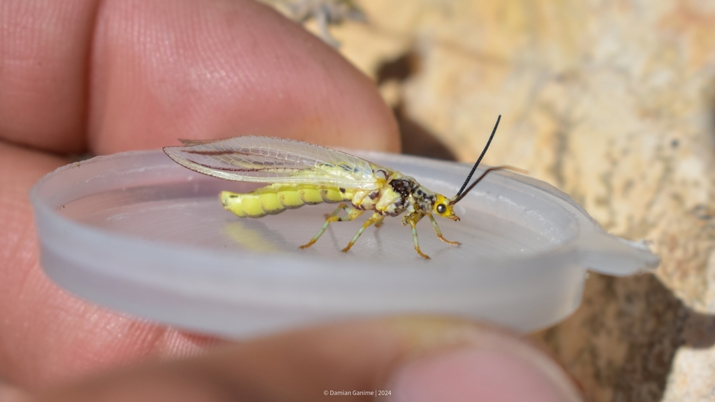 Belonopteryx arteriosa