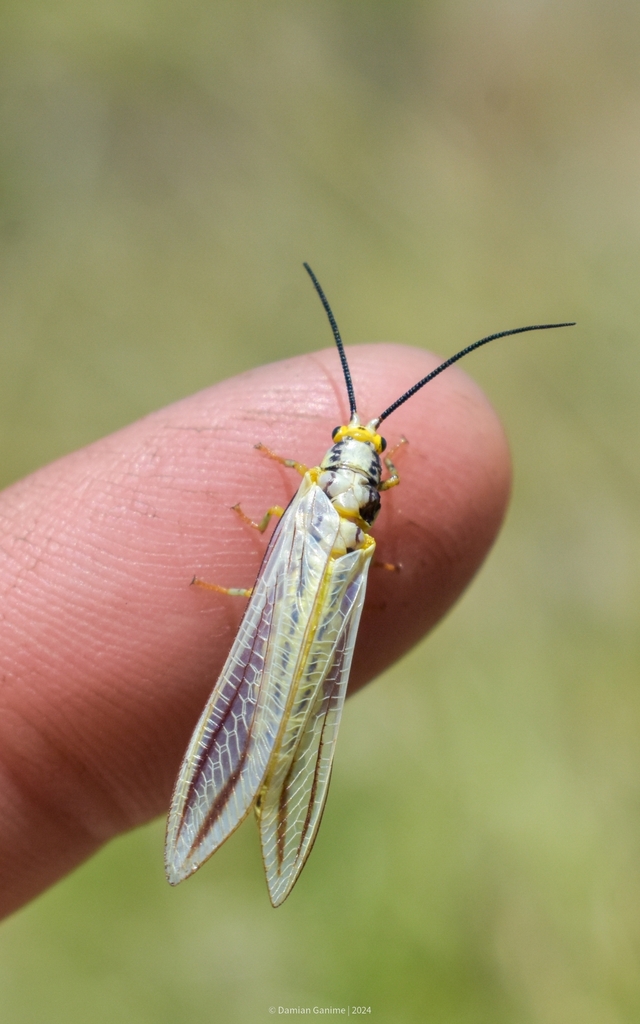 Belonopteryx