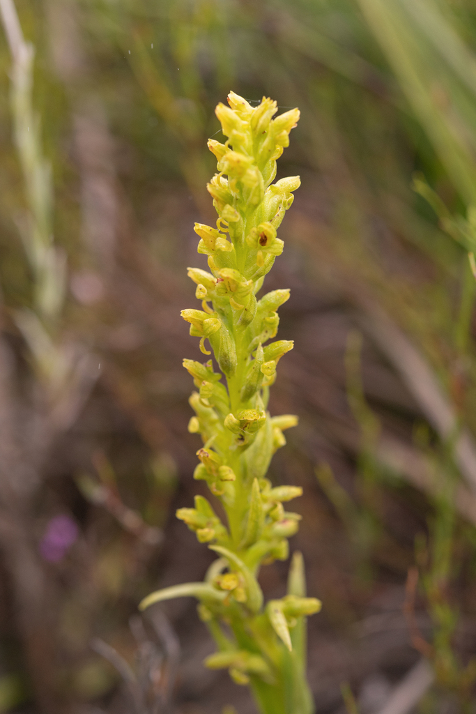Disa cylindrica
