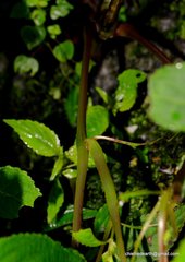 Balsaminaceae