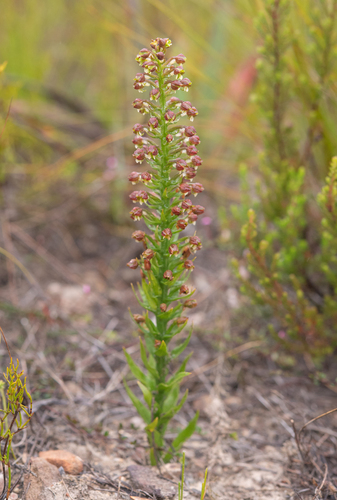 Cape Helmet Orchid (Brachycorythis macowaniana)