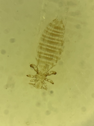 Polyplax Polyplax alaskensis · iNaturalist