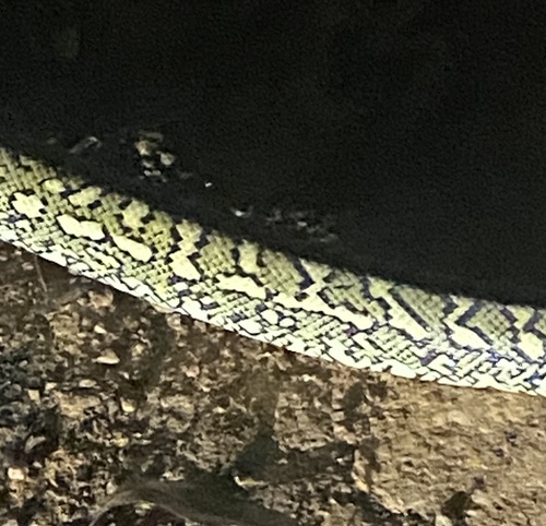 Coastal Carpet Python sighting