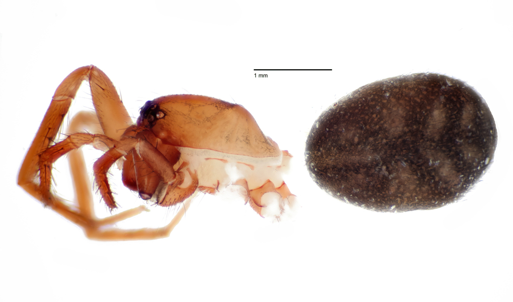 Cybaeus pearcei
