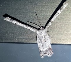 Phazaca interrupta