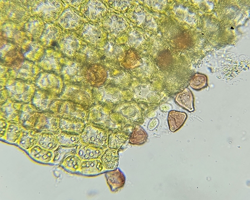 Image of Orthocaulis atlanticus by (c) Helen Waterman, some rights reserved (CC BY)
