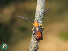 Myzomorphus quadripunctatus