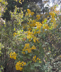 (c) Emily Geest, some rights reserved (CC BY) Rumfordia floribunda, photograph (c) Emily Geest, some rights reserved (CC BY)