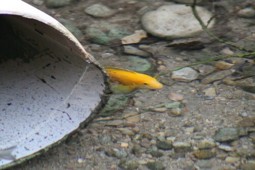Electric yellow cichlid (Labidochromis caeruleus) — Cichlidae