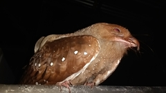 Steatornis caripensis