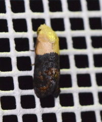 Eugnosta erigeronana