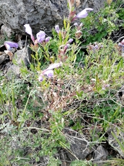 Dracocephalum peregrinum