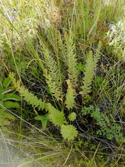 Diarthron altaica