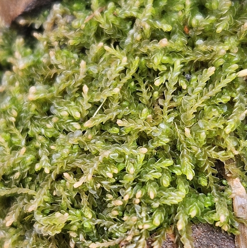Image of Nardia scalaris by (c) Helen Waterman, some rights reserved (CC BY)