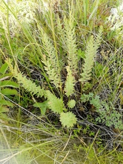 Diarthron altaica