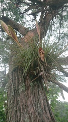 Tillandsia lampropoda