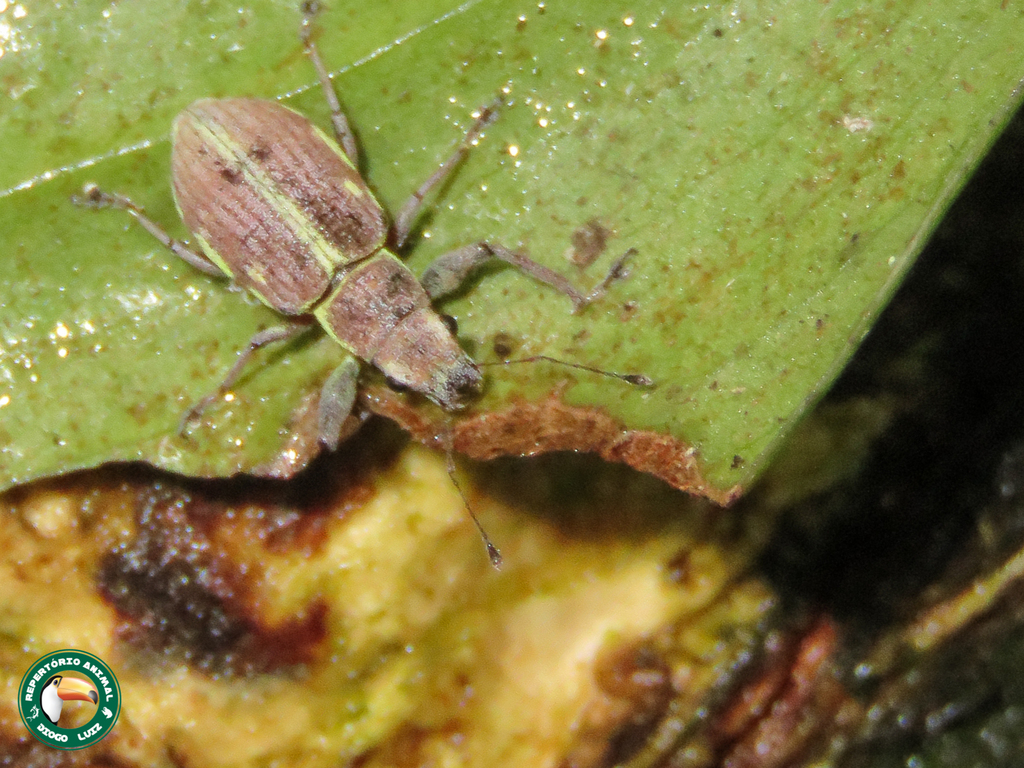 Naupactus dissimilis