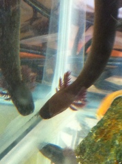 Siren intermedia