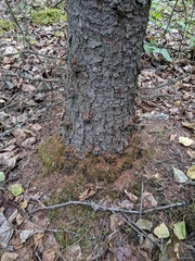 Dendroctonus rufipennis