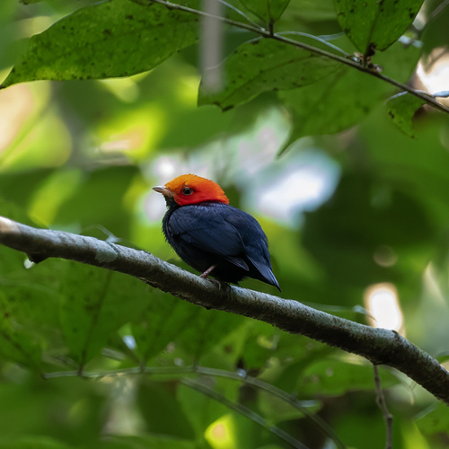 Red-headed Manakin (Ceratopipra rubrocapilla), photo 7