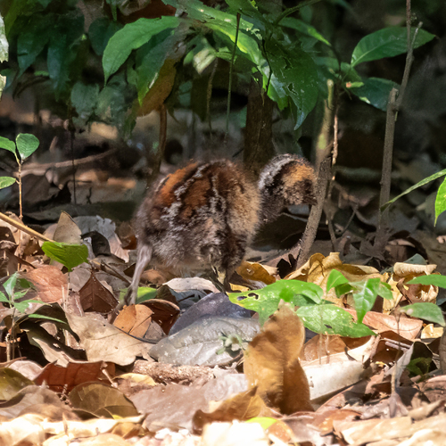 Dark-winged Trumpeter (Psophia viridis), photo 7