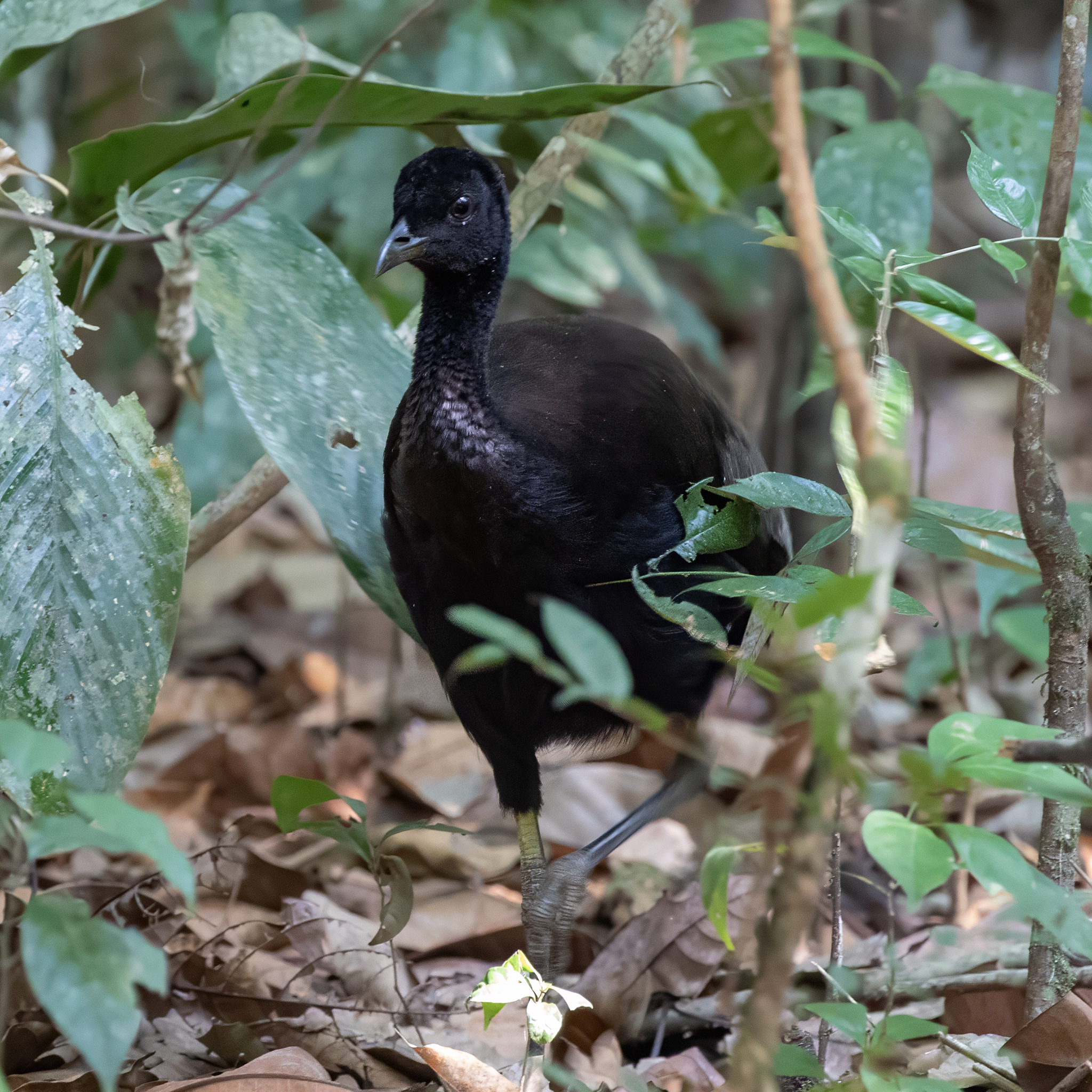 Dark-winged Trumpeter (Psophia viridis), photo 3