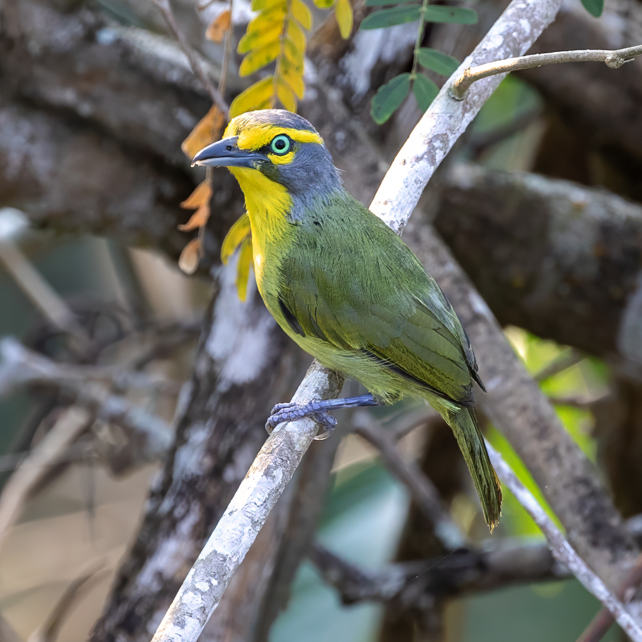 Slaty-capped Shrike-Vireo illustration