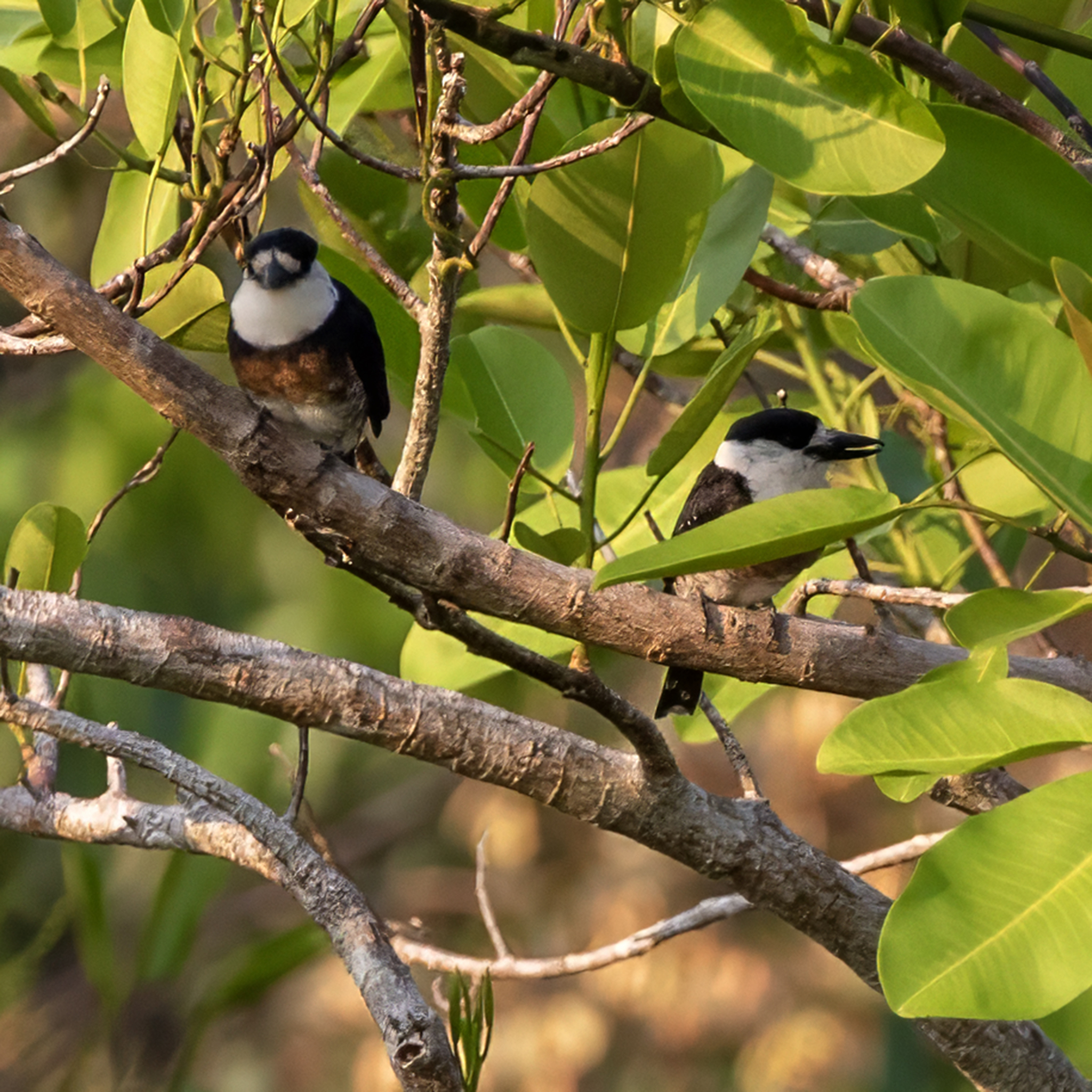 Brown-banded Puffbird (Notharchus ordii), photo 9