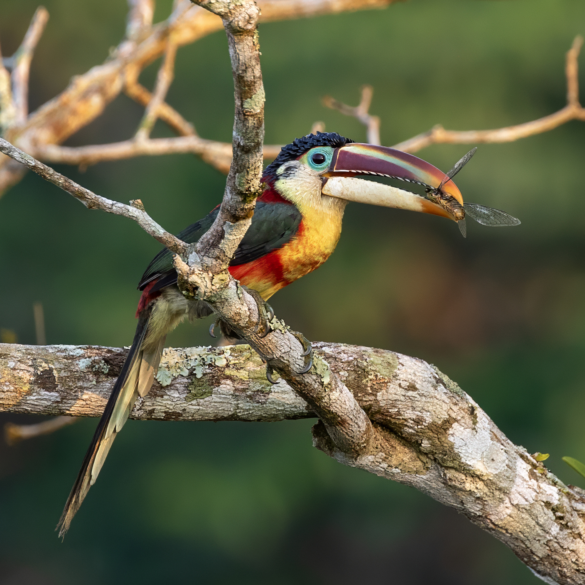 Curl-crested Aracari illustration