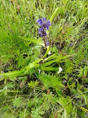 Gentiana decumbens