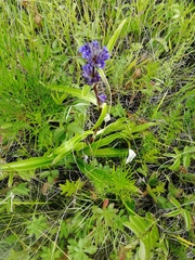 Gentiana decumbens
