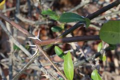 Barleria perrieri