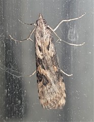 Nomophila corticalis
