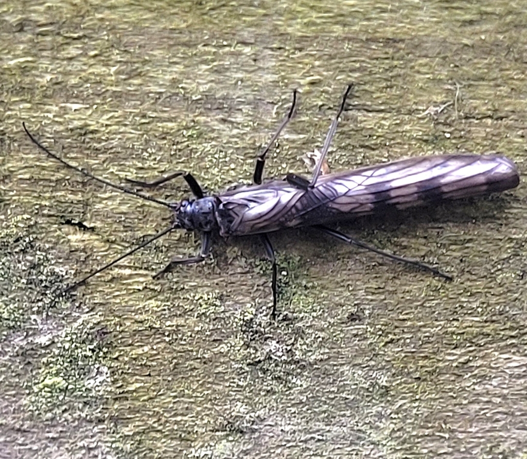 Northern February Red Stonefly