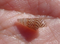 Bankivia fasciata