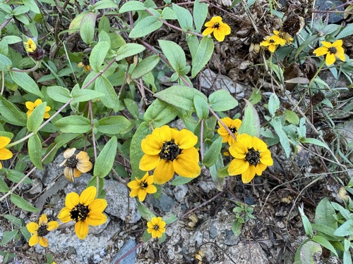 Image of Zinnia maritima by no rights reserved