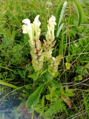 Scutellaria supina