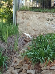 Strepera versicolor melanoptera