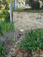 Strepera versicolor melanoptera