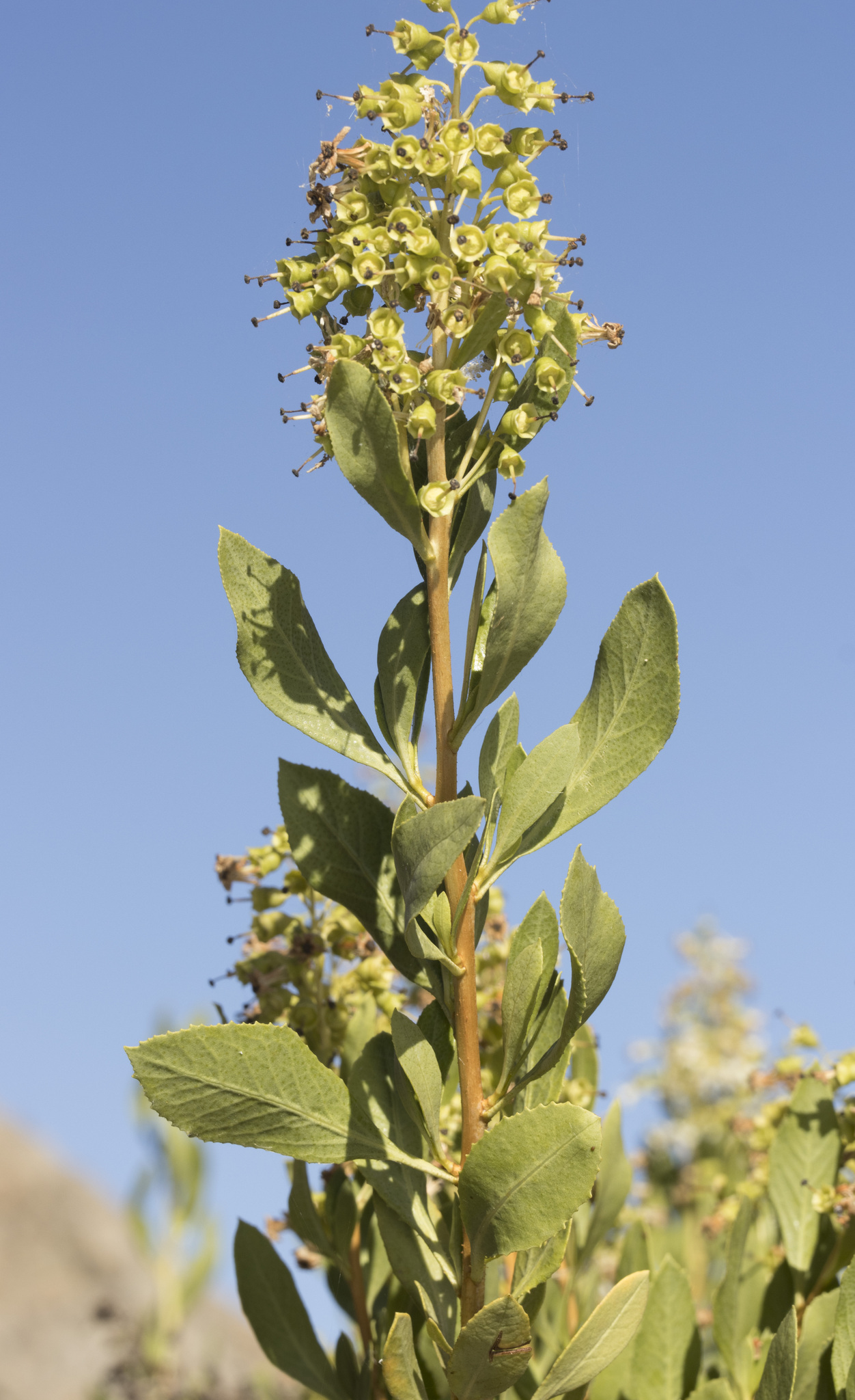 Escallonia angustifolia