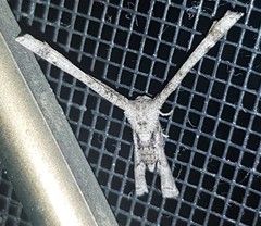 Phazaca interrupta