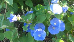 Jacquemontia abutiloides